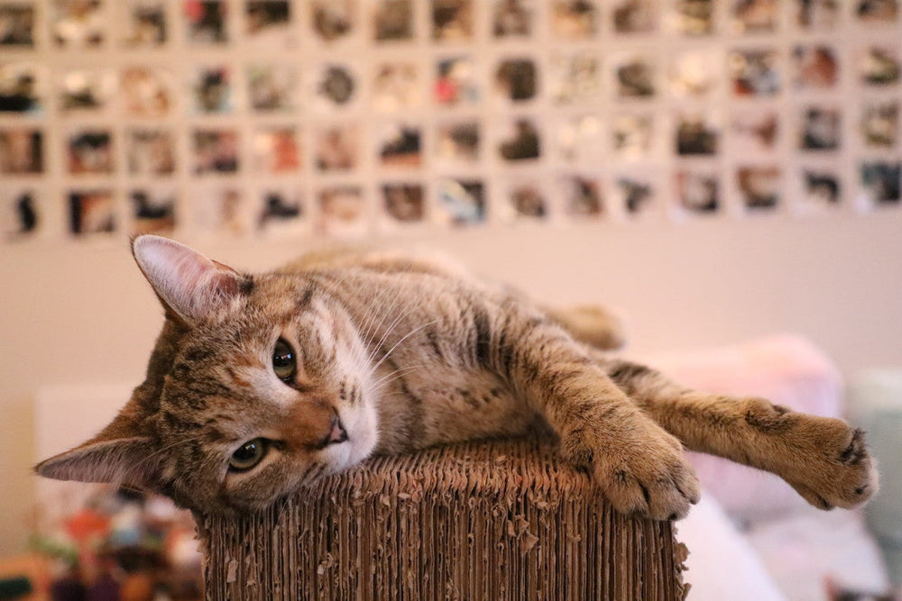 Nos 10 bonnes raisons d'adopter un chat