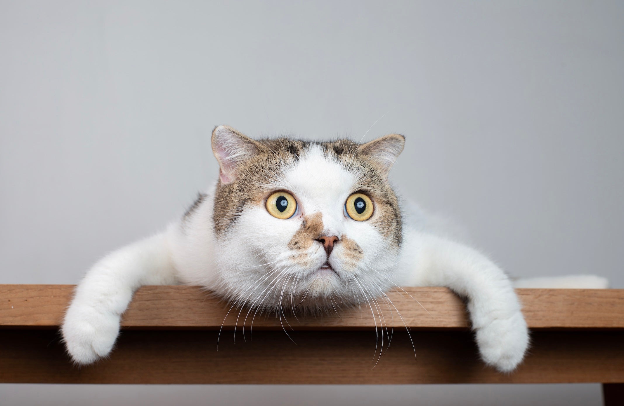Alimentation pour chat : l'importance de la teneur en humidité – Ziggy