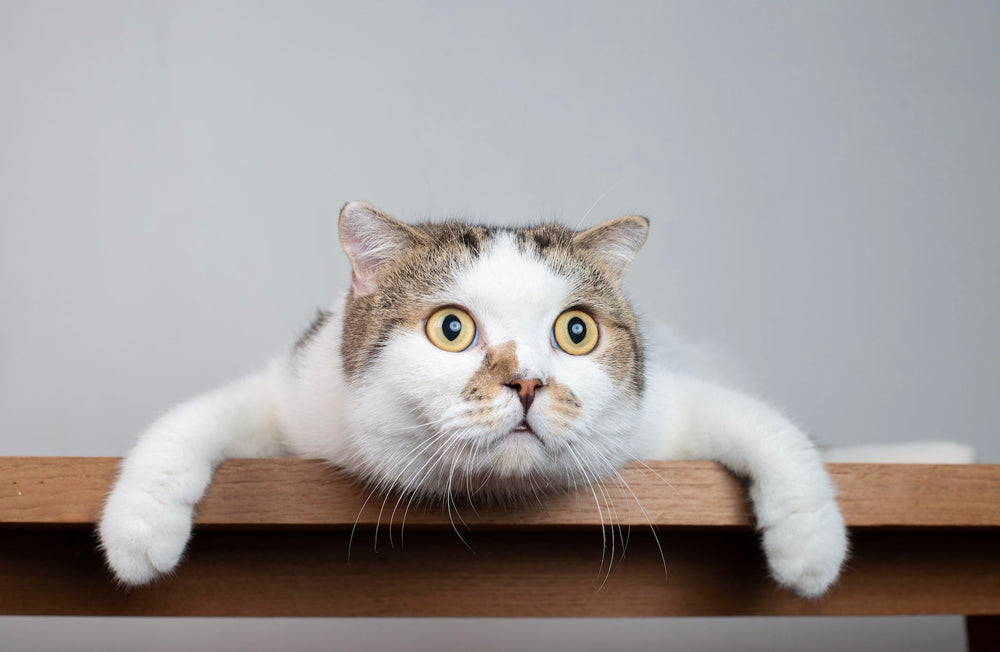 Idées reçues sur l'alimentation de son chat