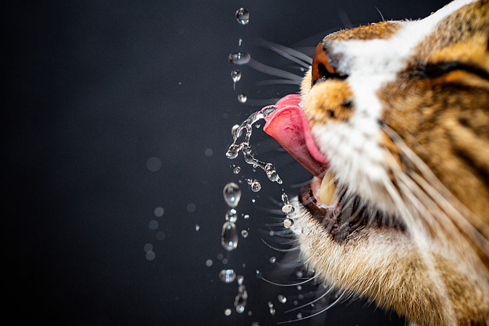 rafraîchir son chat : chat qui s'hydrate