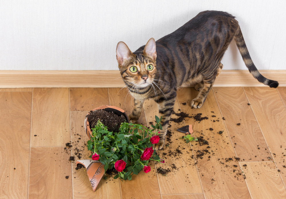 Top 15 des chats qui n'en font qu'à leur tête