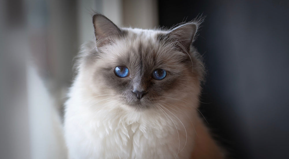 L'alimentation idéale du chat Sacré de Birmanie