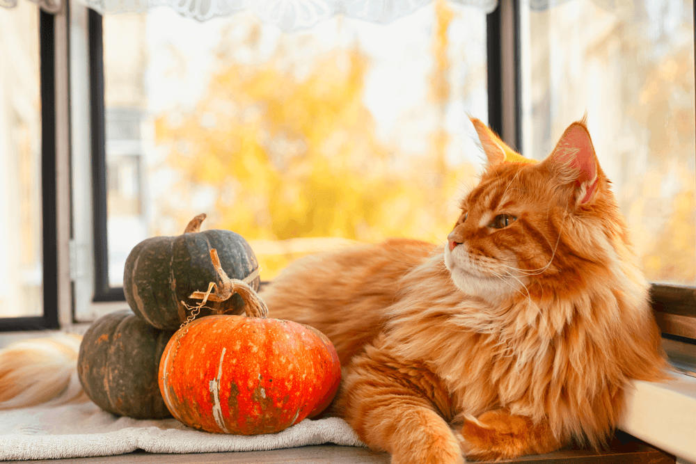 Quels sont les bienfaits de la courge pour mon chat ?