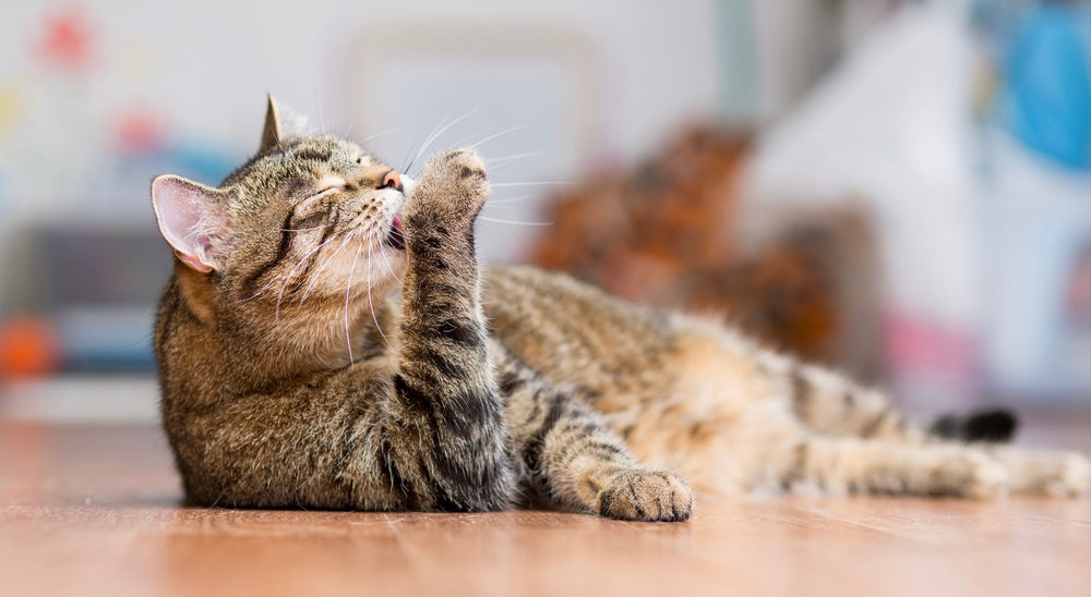La levure de bière pour le chat