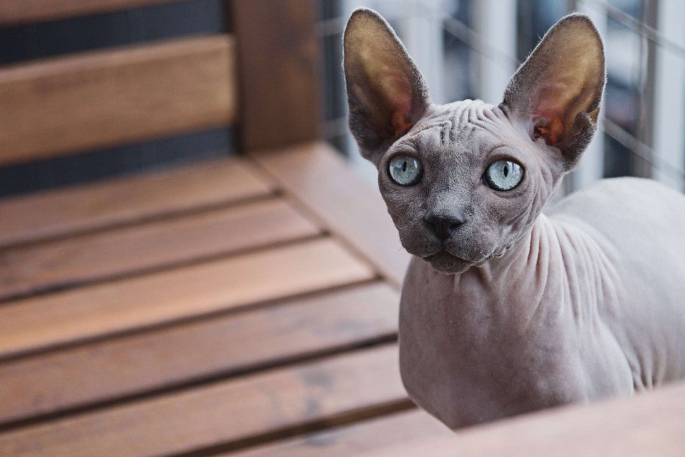 Alimentation Sphynx : comment bien nourrir son chat ?