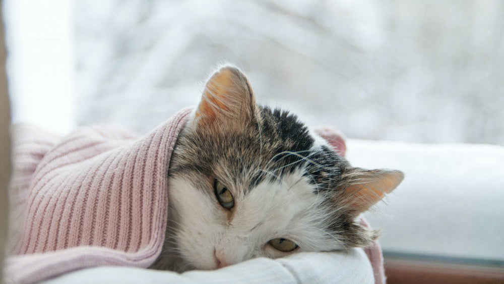 Point santé : le coryza chez le chat