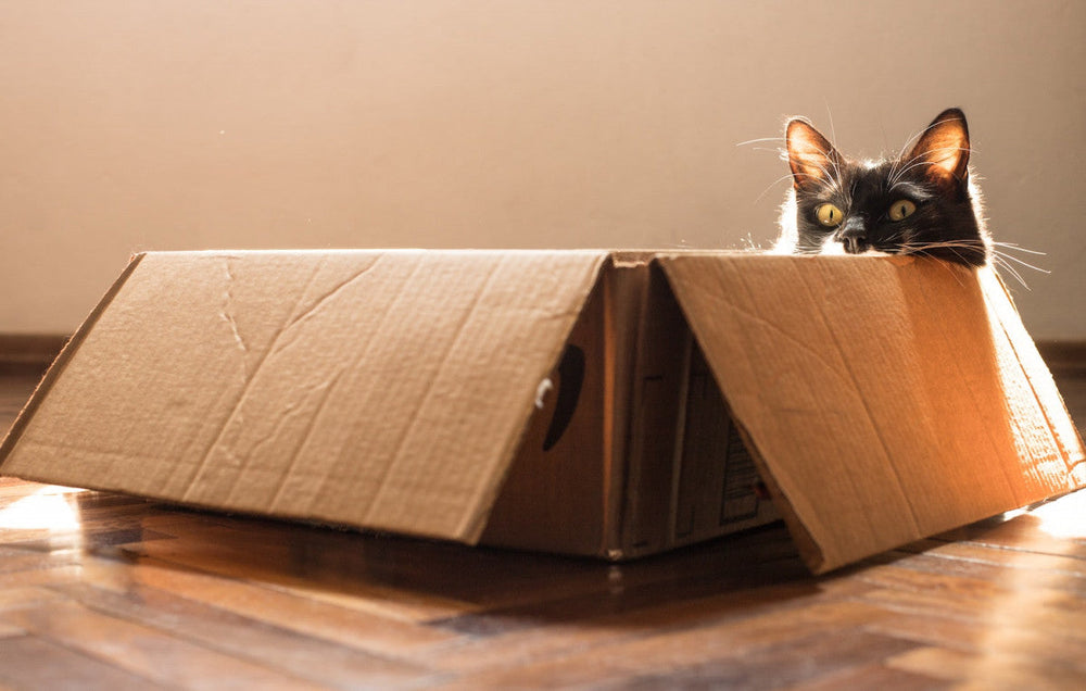 Pourquoi mon chat adore les cartons ?