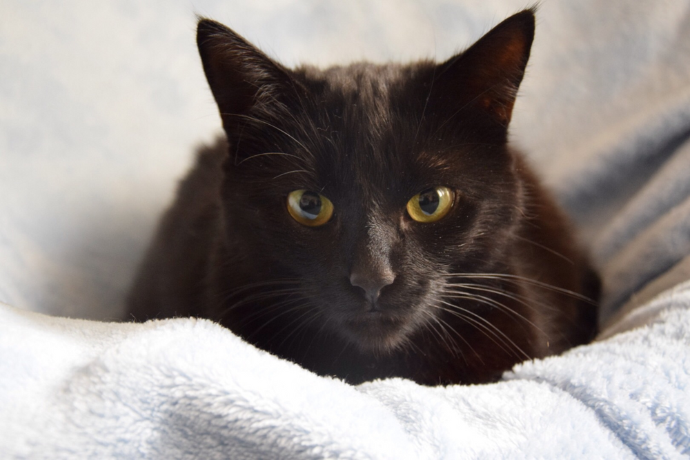 Chat nez qui coule allongé