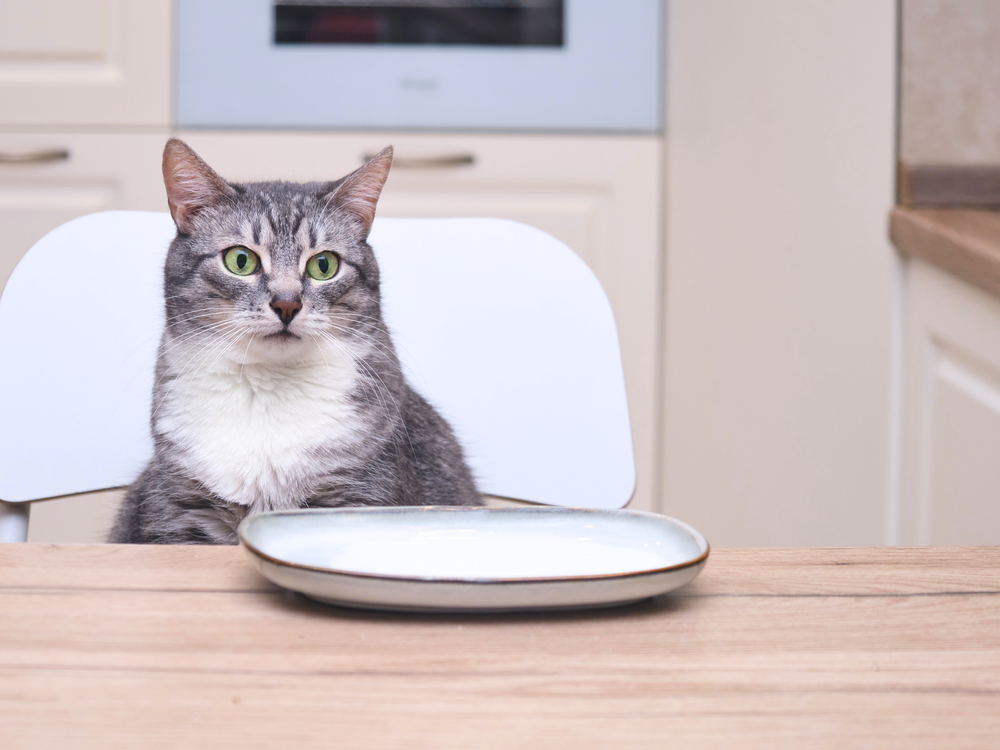 chat devant une assiette