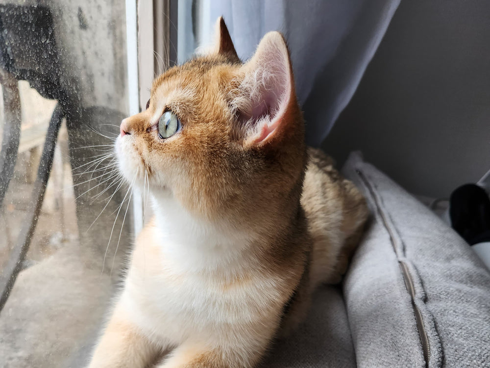 chaton regardant par la fenêtre