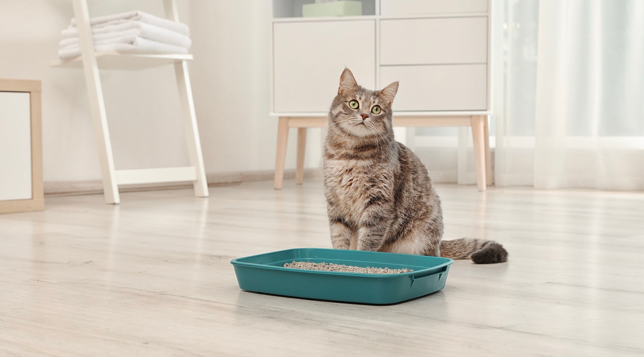 Comment choisir la meilleure litière pour votre chat ?