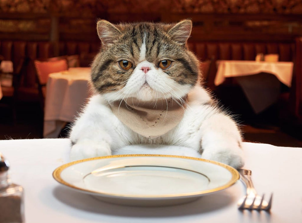 chat à table avec une serviette fasse à des couverts