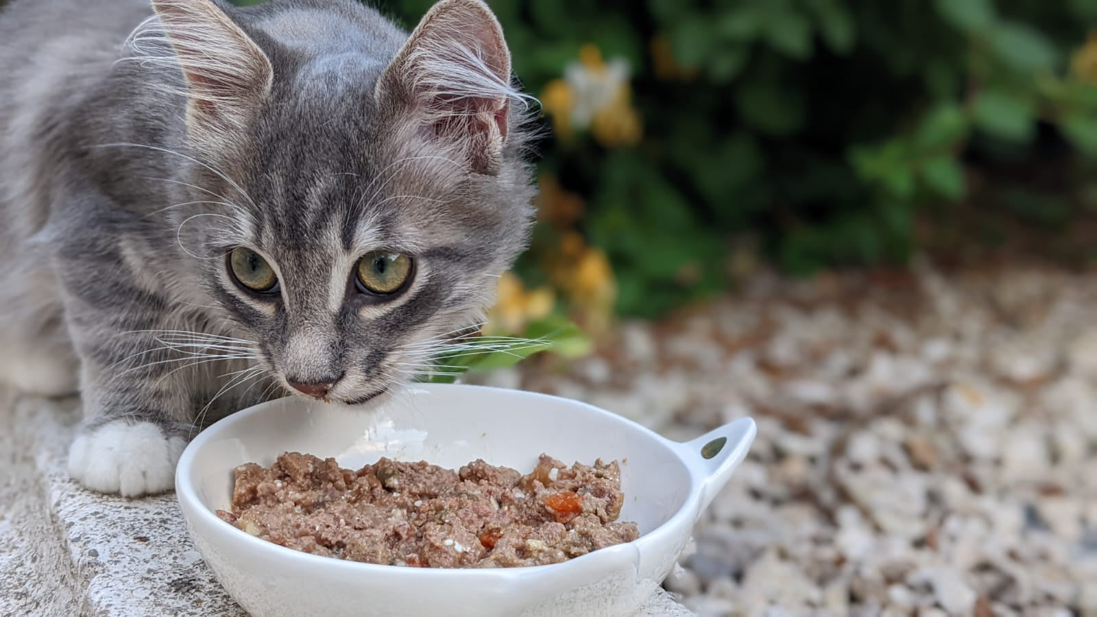 Wie man das Trockenfutter und die Pasteten seiner Katze richtig aufbew   Ziggy