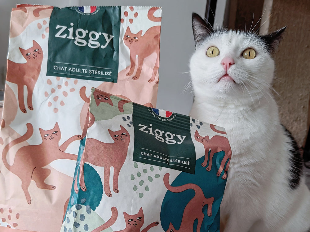 Croquettes à volonté pour mon chat : bonne ou mauvaise idée ?