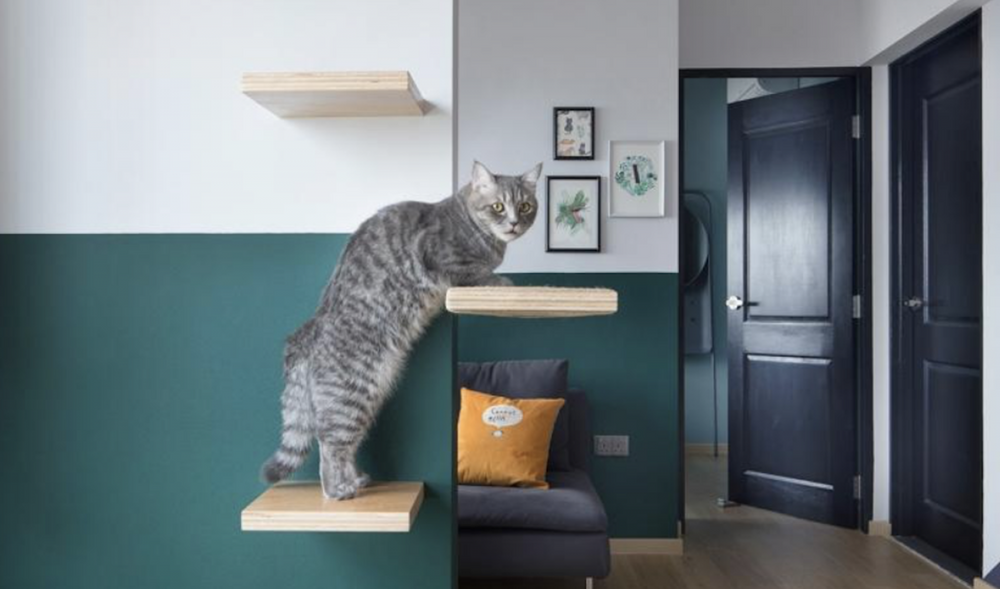 chat sur des étagères murales