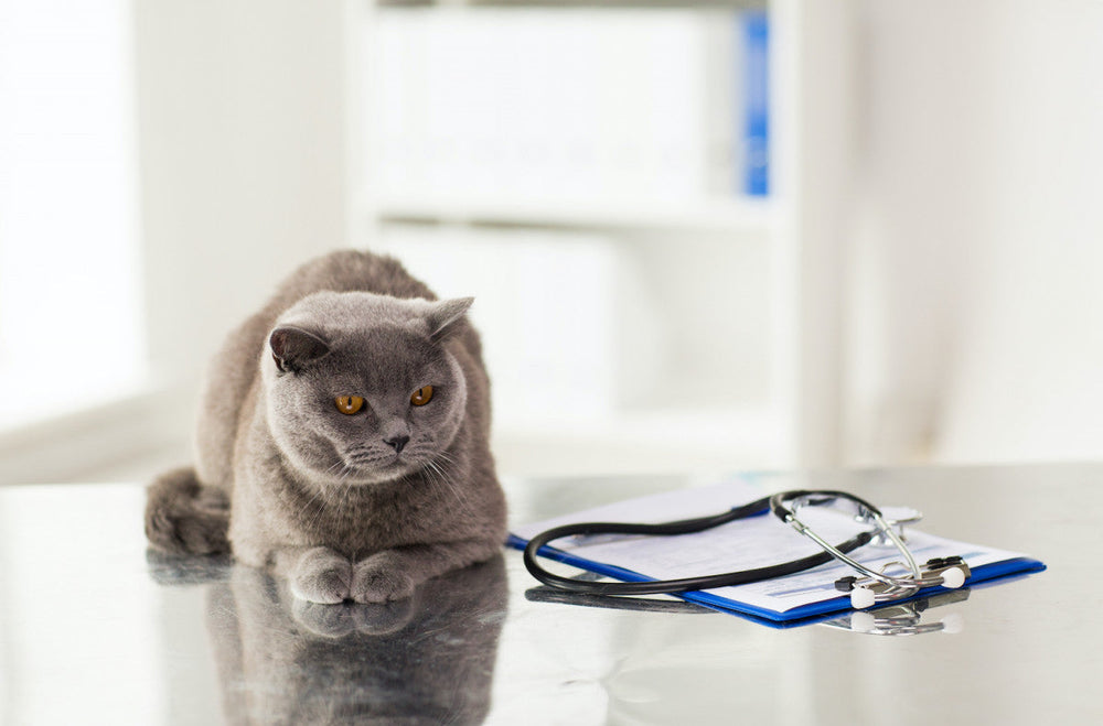 beau chat gris allongé sur une table d'examen avec un stéthoscope posé à côté de lui