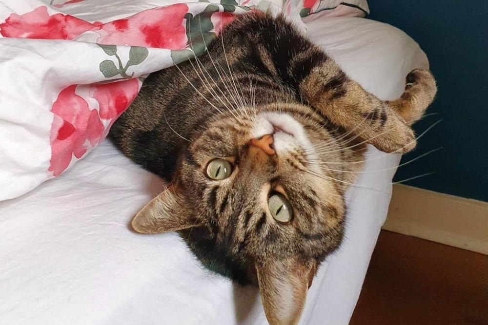 Chat atteint du syndrome de Pica allongé sur le lit