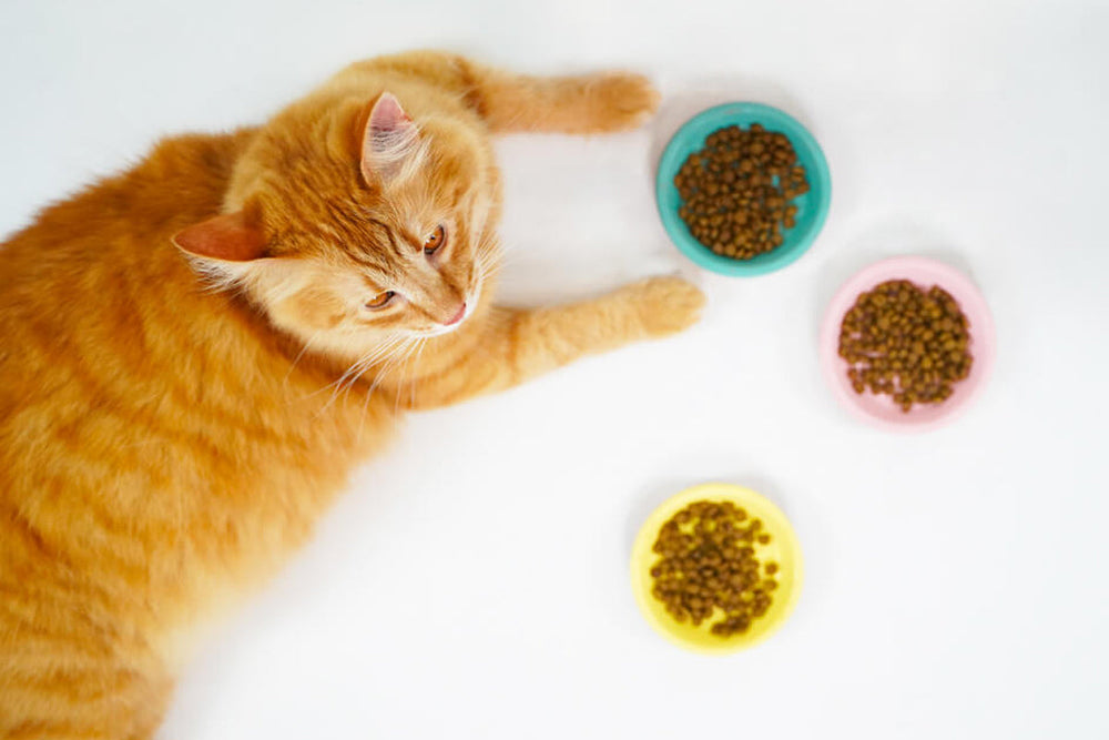 Petit lexique de l'alimentation de mon chat