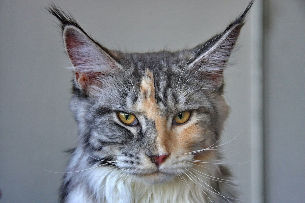 chat maine coon isabelle