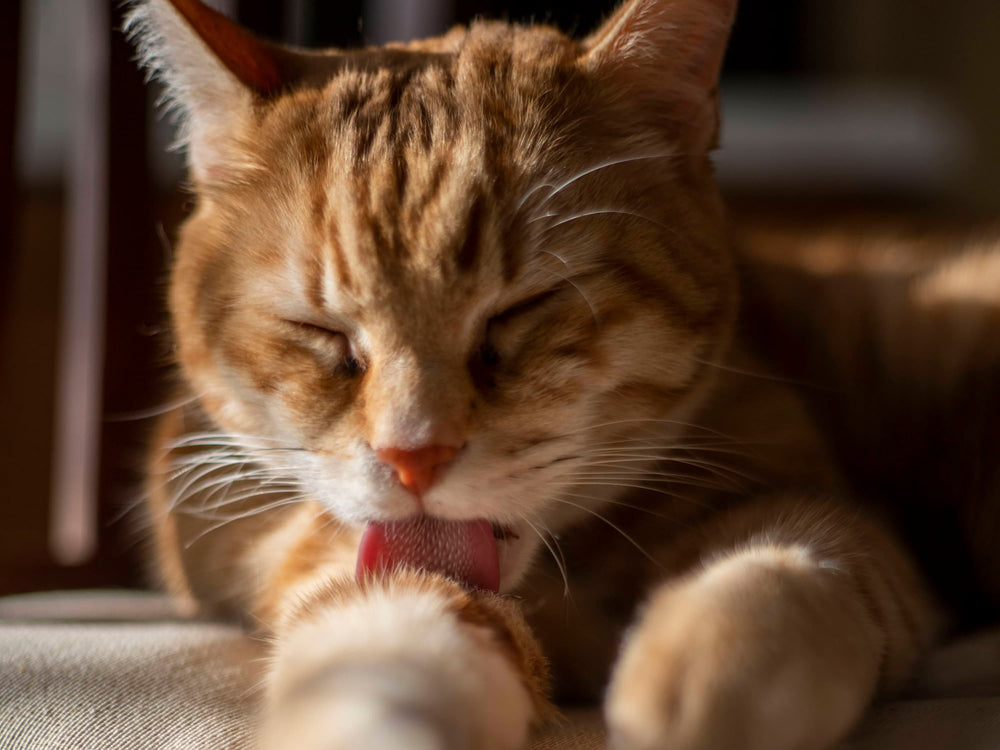Chat qui se lèche la peau