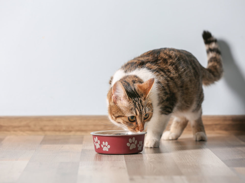 Chat devant sa gamelle de croquettes pour chat