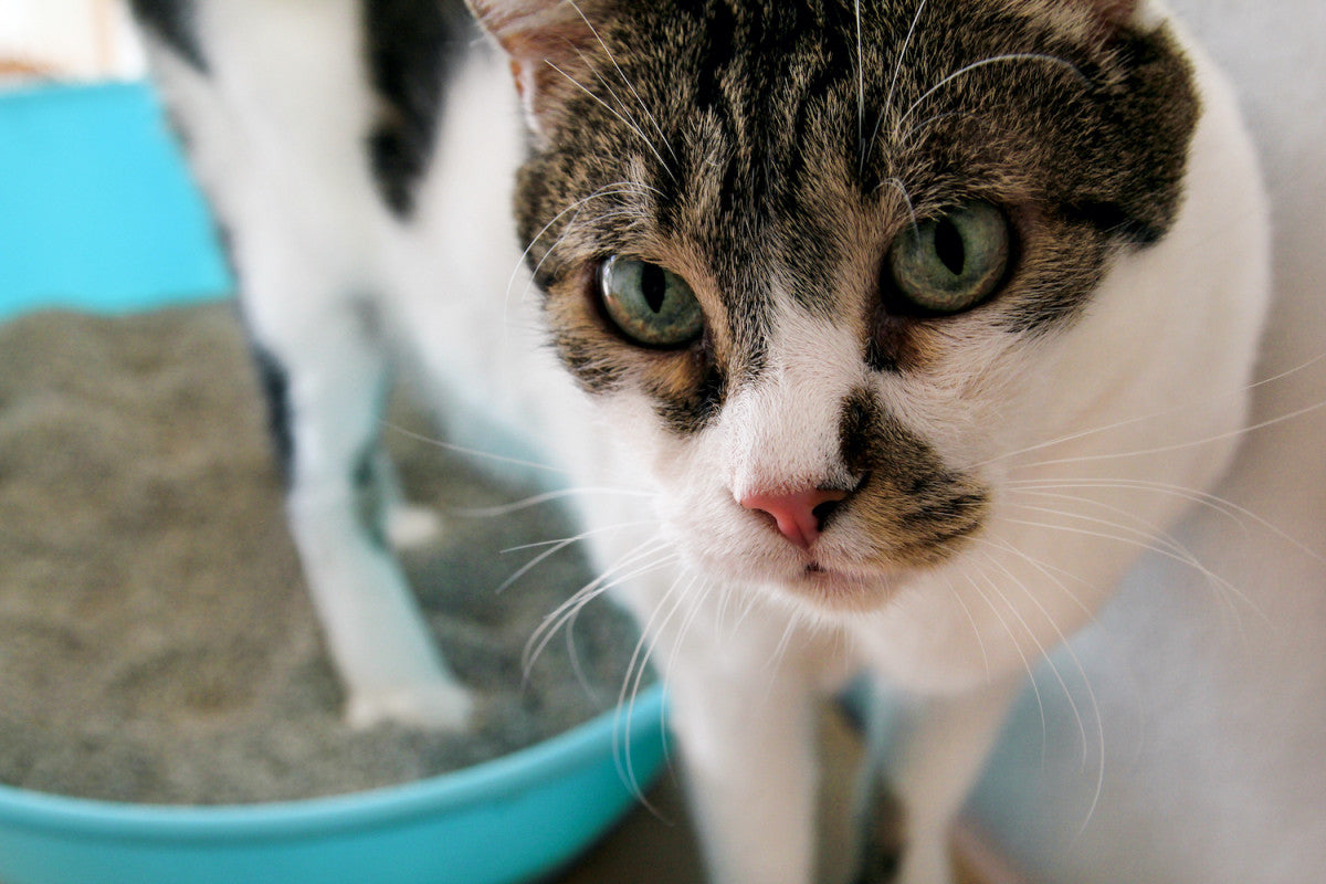 Mon chat a la diarrhée : pourquoi ? Que faire ? – Ziggy