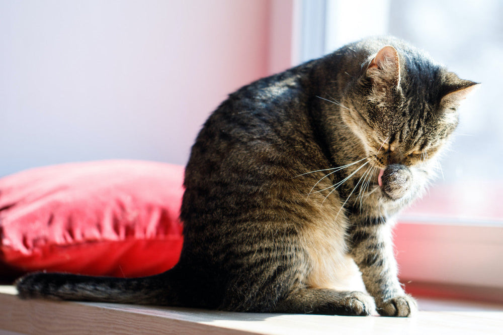 chat tigré fait sa toilette
