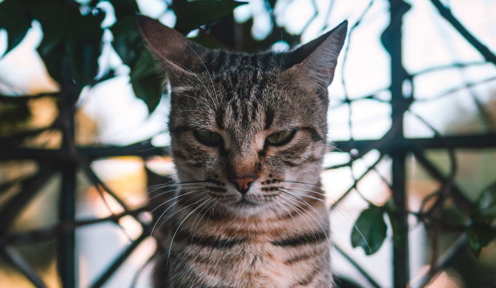 chat tigré