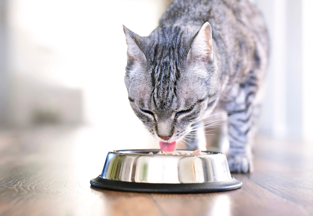 mon chat mange trop vite