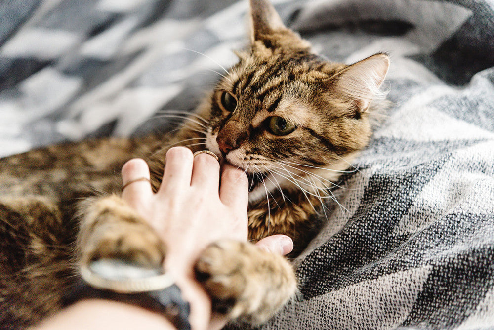 chat mord la main de son maître