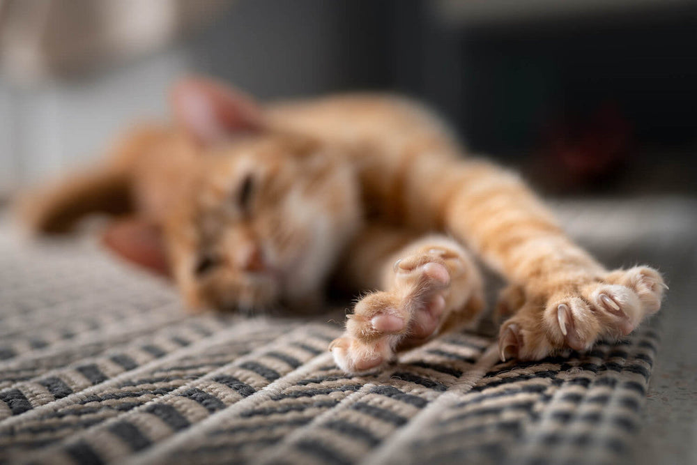 Pourquoi mon chat patoune ? Les 4 raisons possibles