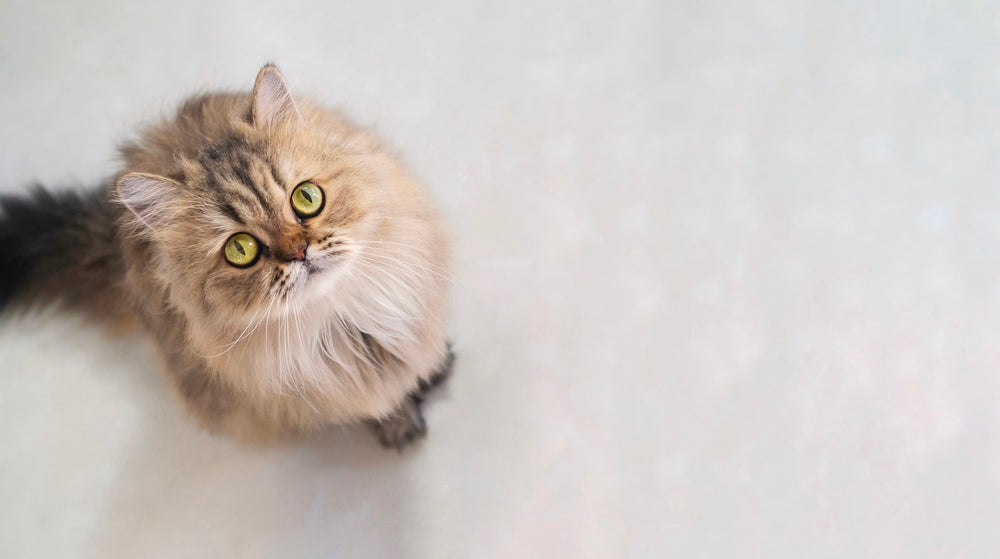 chat qui perd ses poils