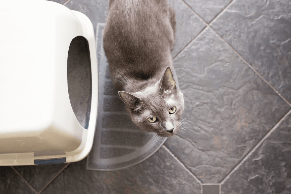 Mon chat n’utilise pas sa litière, pourquoi et que faire ?