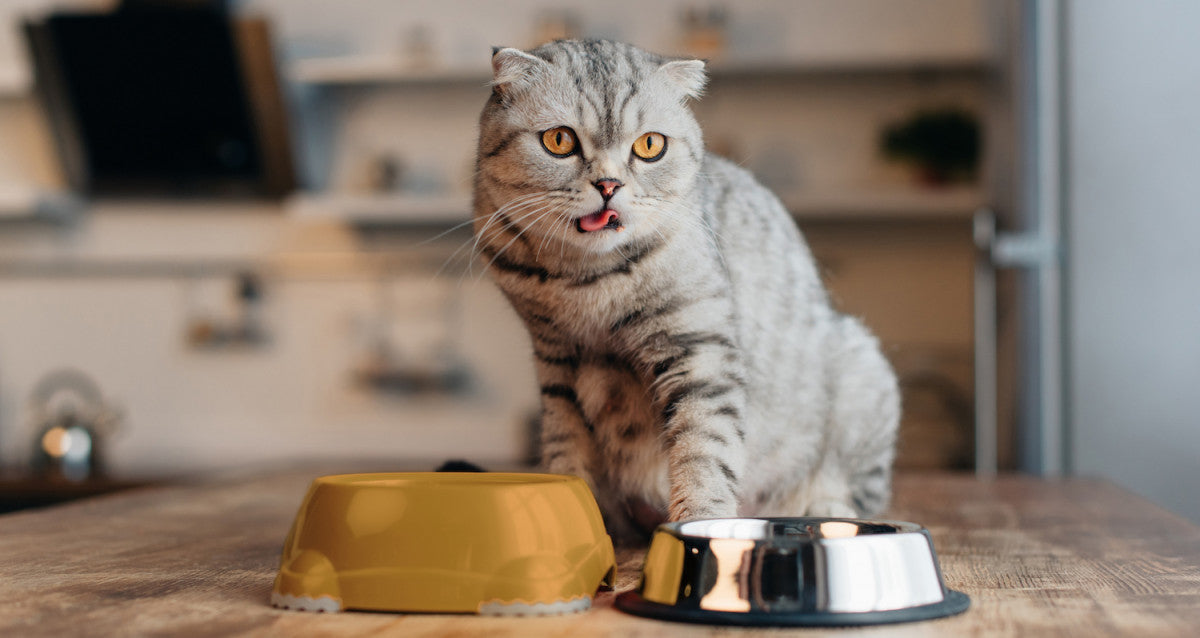 Why does my cat refuse new food?