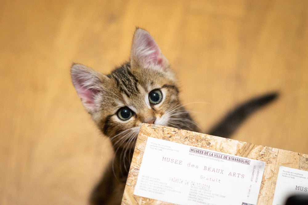 Plus de 200 idées de noms pour mon chaton femelle en 2024
