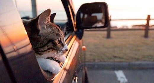 Nos meilleurs conseils pour partir en vacances avec son chat