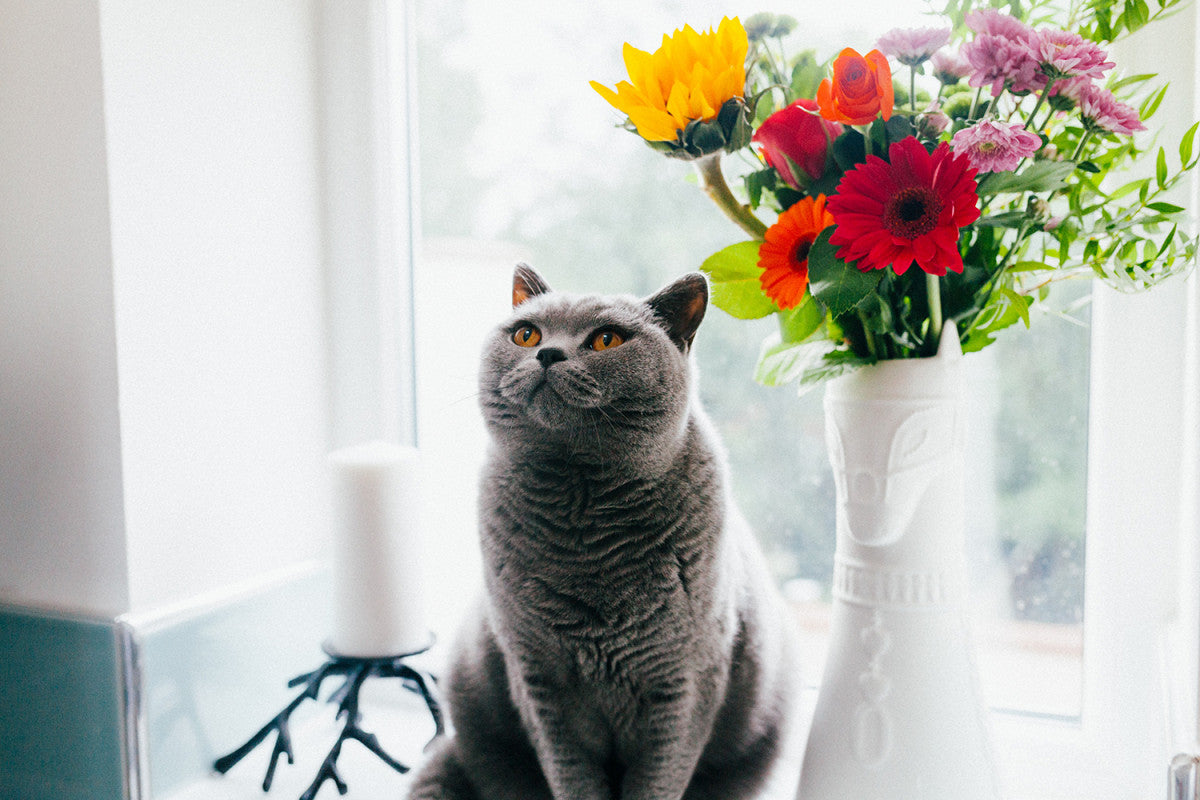 20 Pflanzen, die fr eine Katze giftig sind  Ziggy
