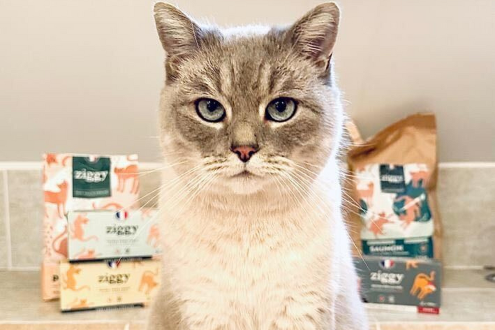 chat devant ses croquettes et pâtées