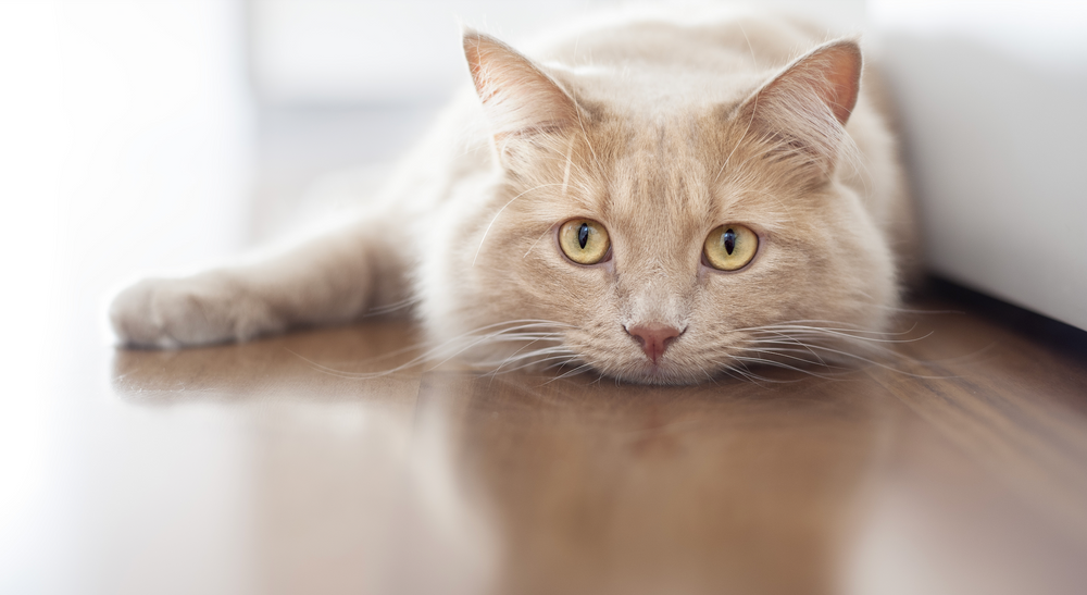 alimentation chat insuffisance rénale