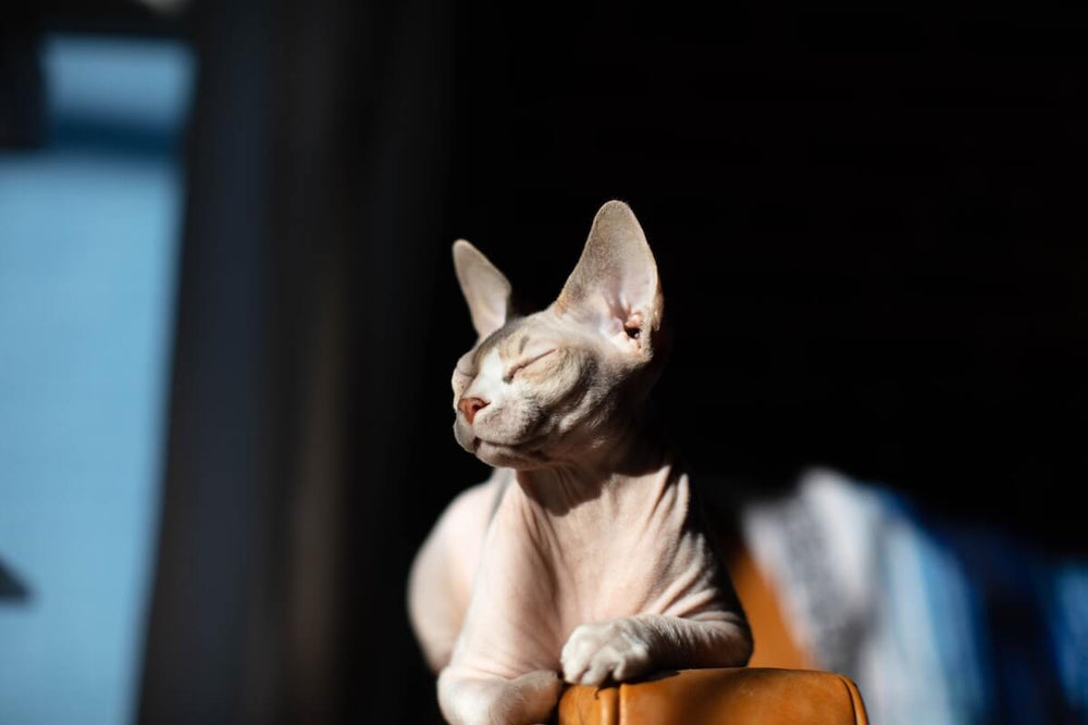 Top 10 des choses à savoir sur le Sphynx