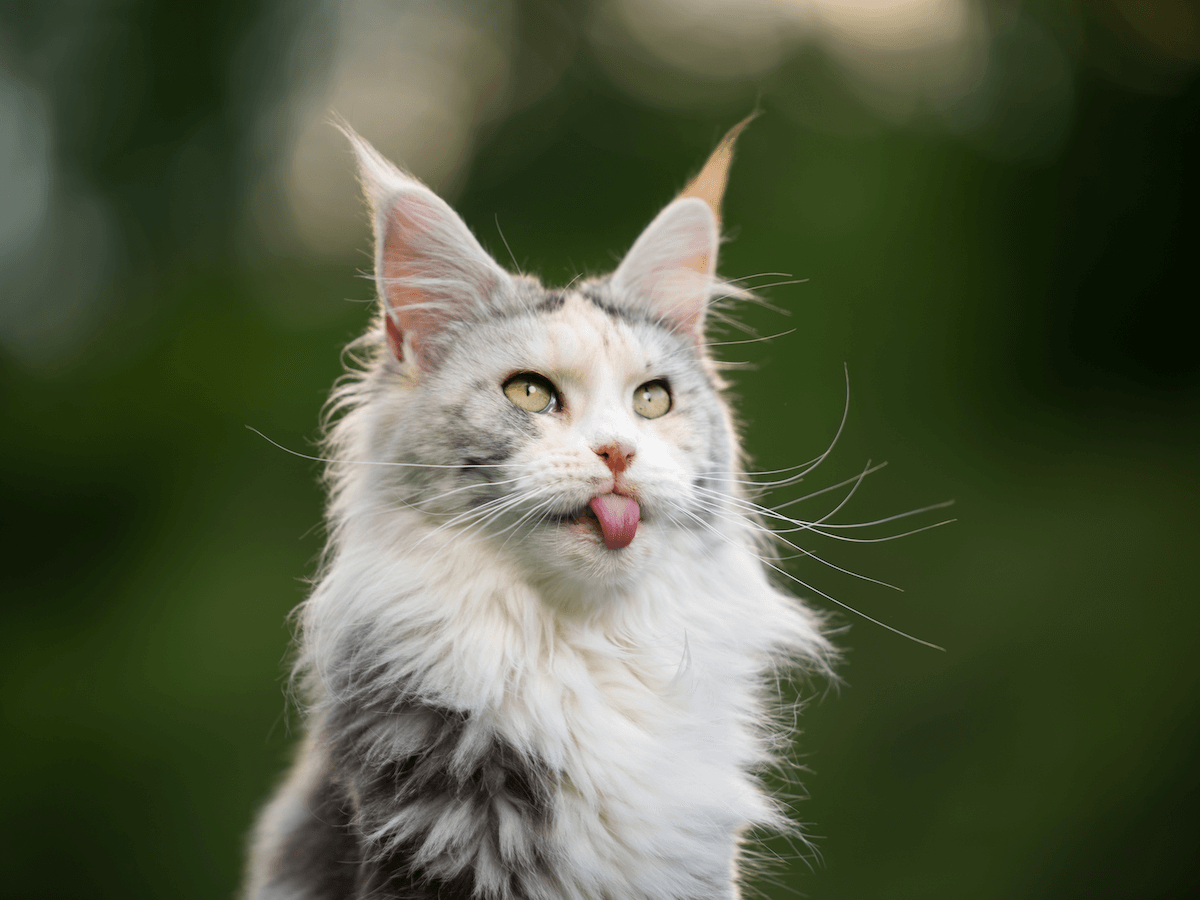Maine Coon cross: how to recognize it? – Ziggy