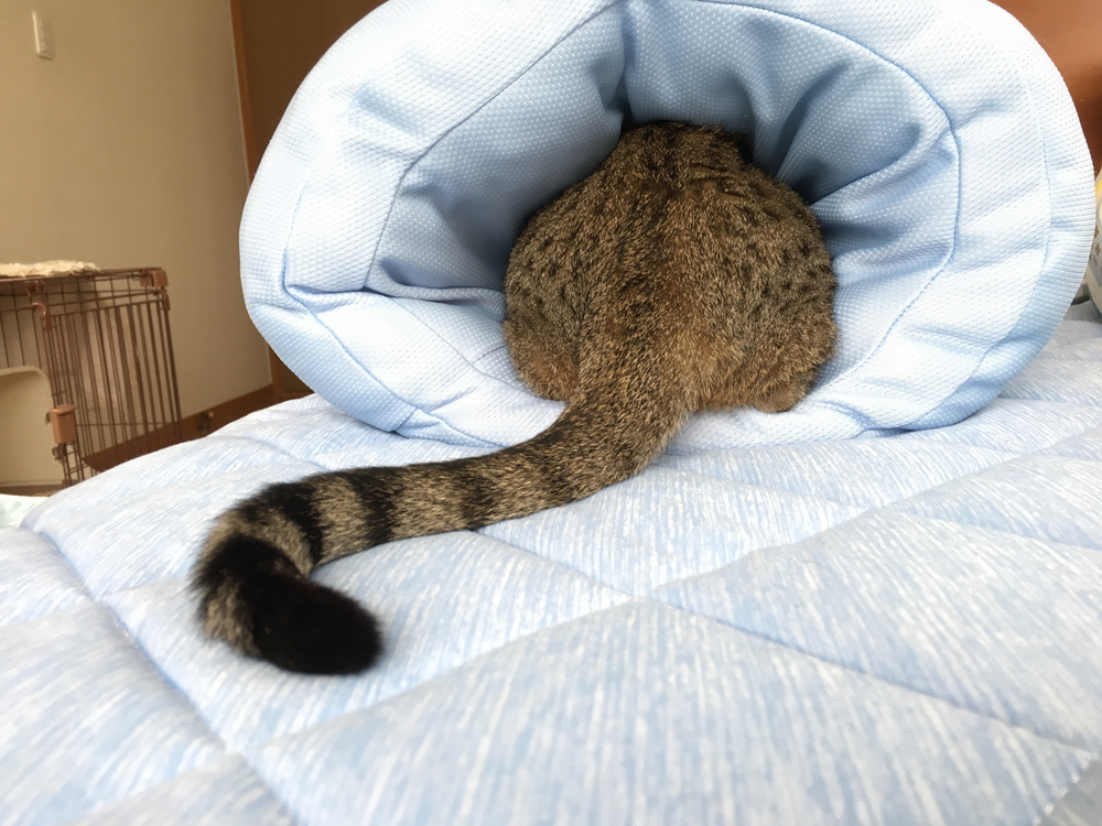 chat de dos avec sa queue 