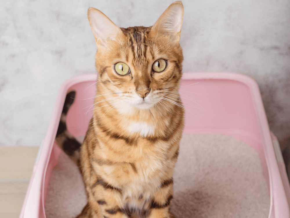 Que disent les selles de mon chat sur sa santé ?