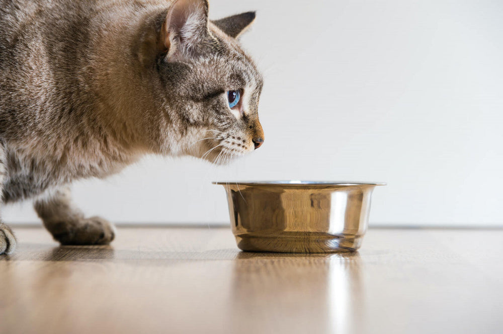Les cendres dans l'alimentation de mon chat : c'est quoi ?