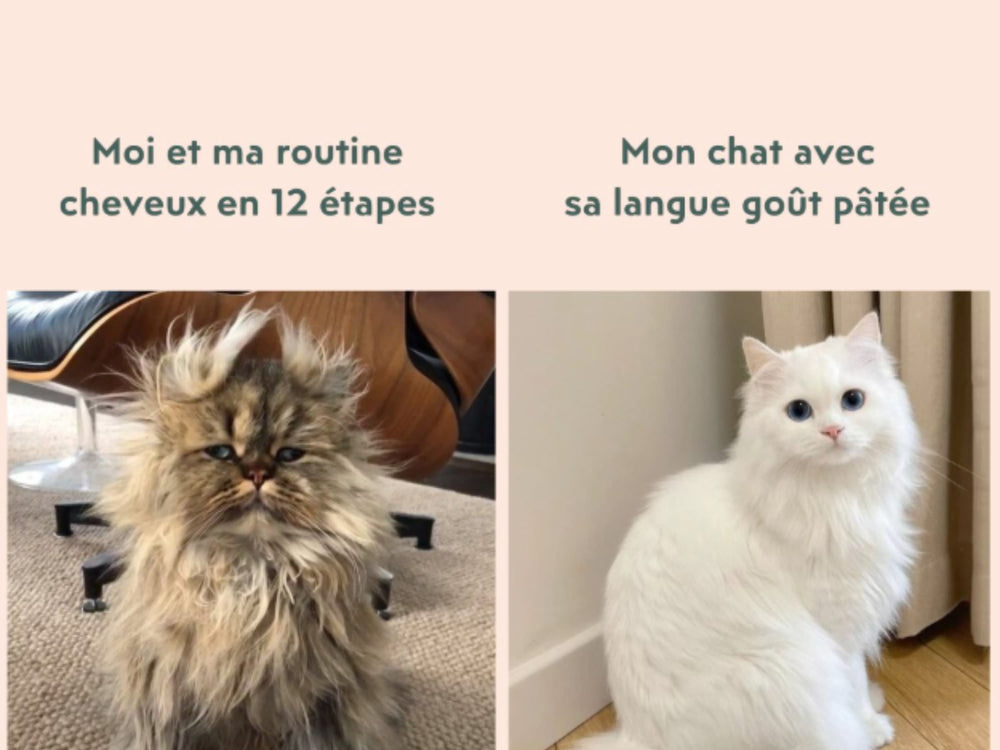 chat décoiffé contre chat avec un pelage brillant