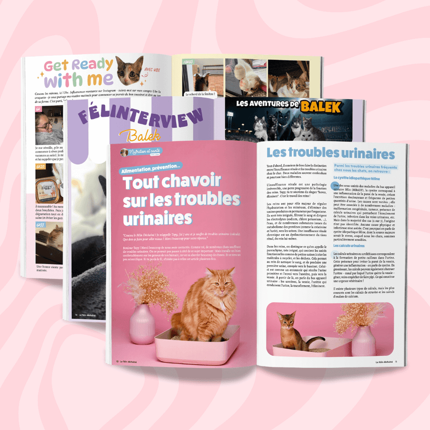 Entrevue des 10 premiers magazines du Félin Déchaîné, le magazine rédigé par les chats, pour les chats de la Ziggy Family
