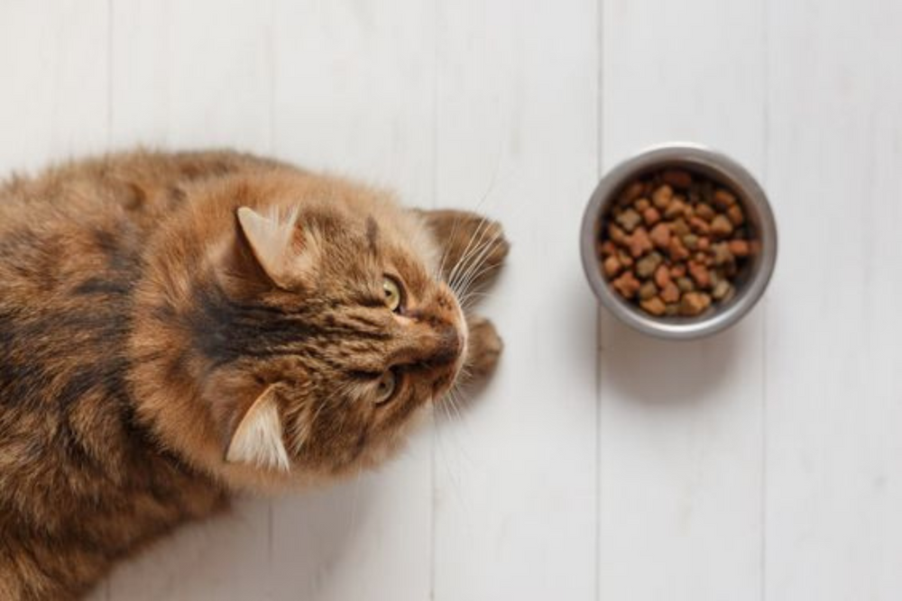 Un chat devant sa gamelle de croquettes  - 5 raisons de changer les croquettes de votre chat