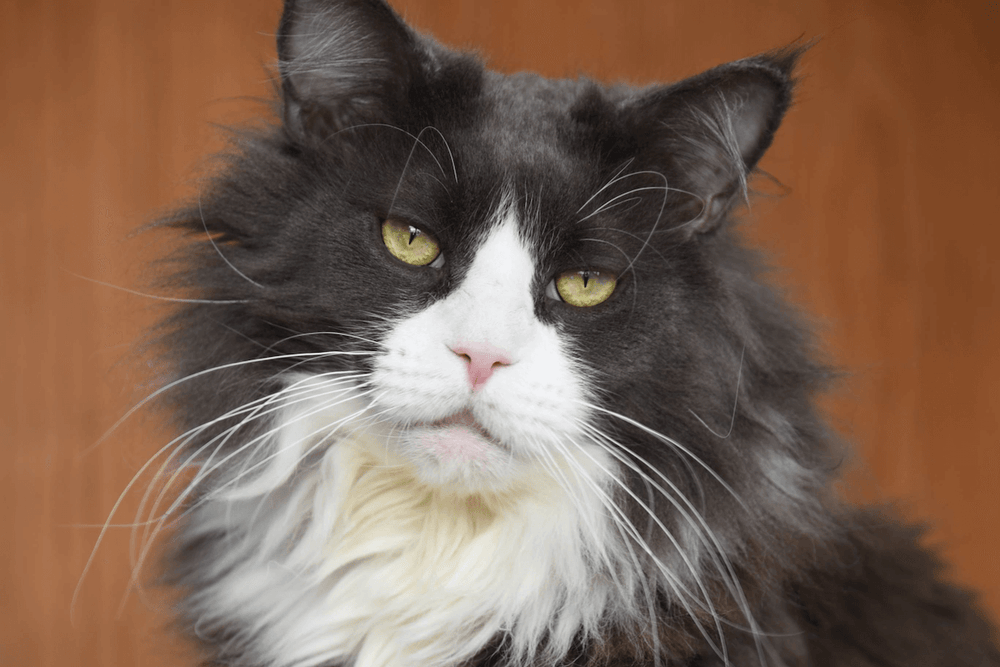 chat qui s'ennuie - 5 signes que votre chat s’ennuie