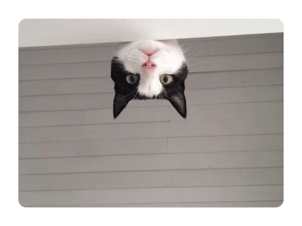 Chat adulte blanc et noir qui regarde par dessus un meuble