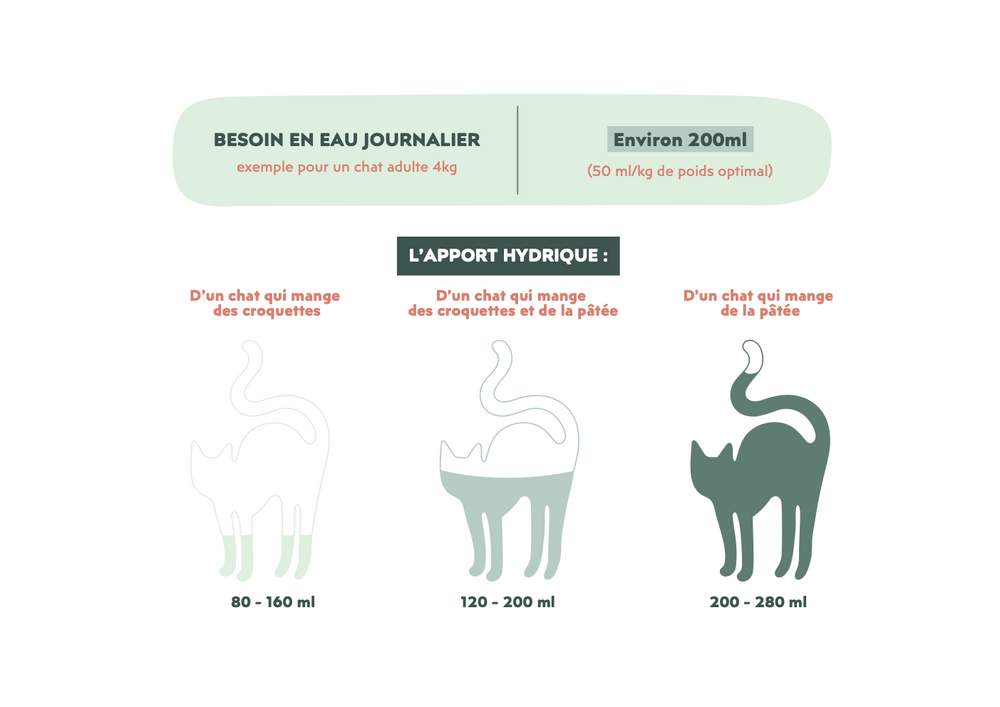 Besoin en eau du chat par jour - Meine Katze trinkt nicht, ist das normal?